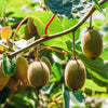 Bakker - Kiwi Hayward - Actinidia deliciosa hayward - Fruitiers
