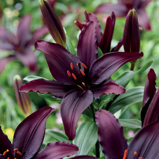 Bakker - 5 Lis asiatique Blacklist - Lilium asiaticum - Bulbes à fleurs