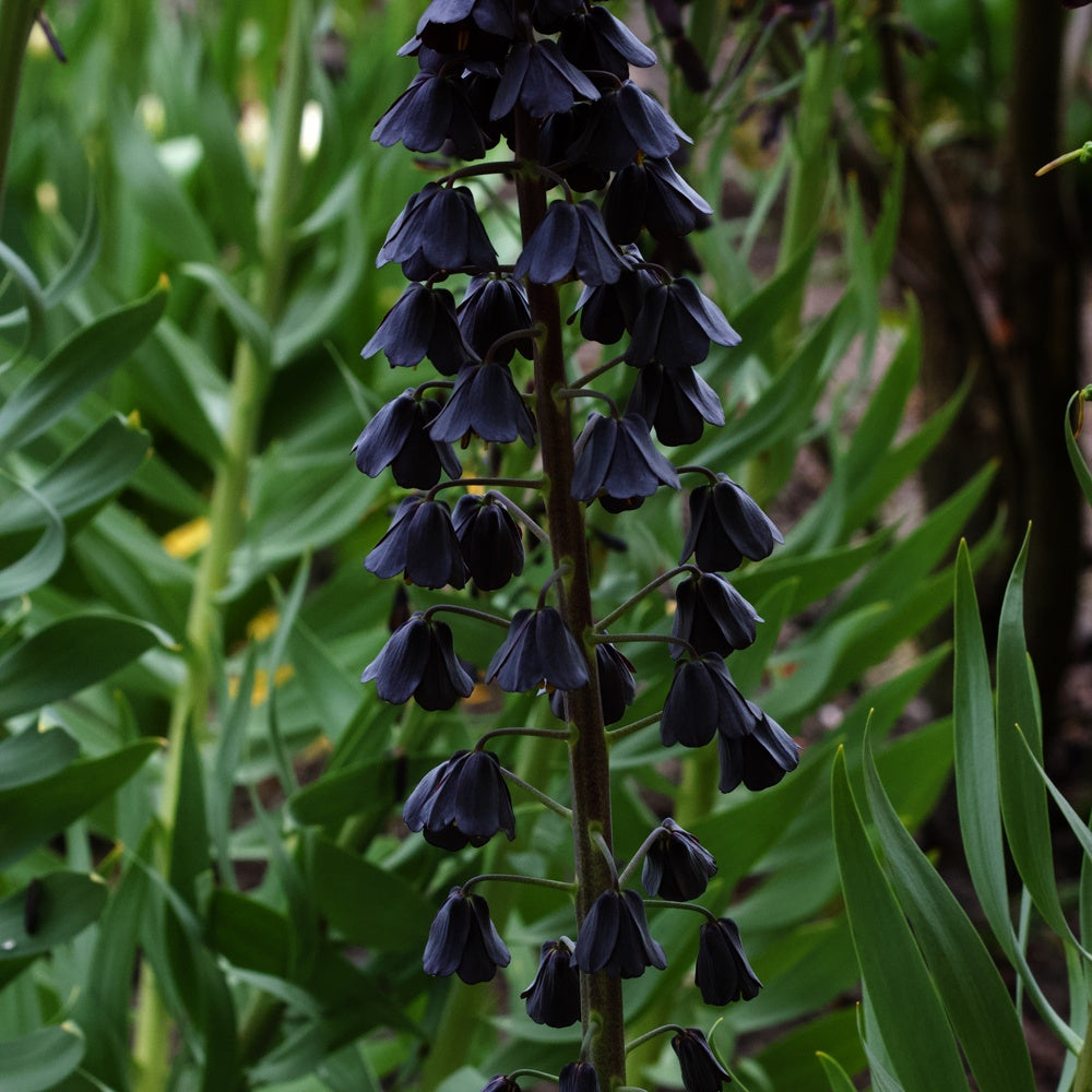 Fritillaire de Perse - Fritillaria persica - Bakker