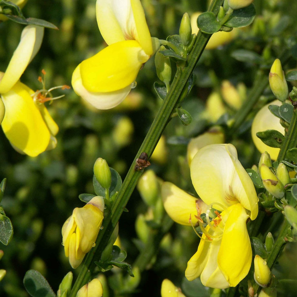 Bakker - Genêt à balais Luna - Cytisus scoparius luna - Plantes d'extérieur