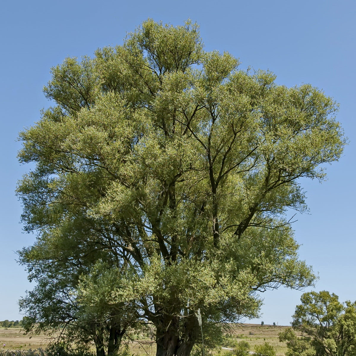 Saule blanc - Bakker