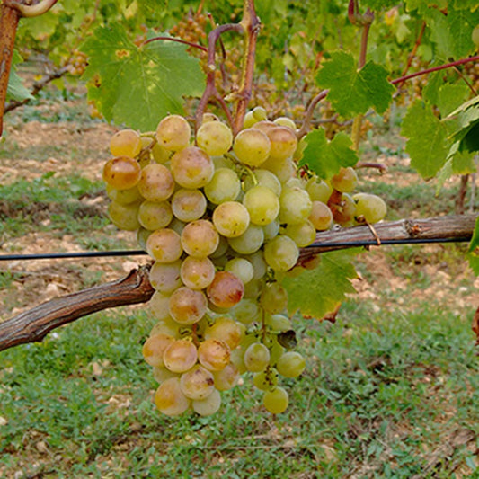 Vigne Muscat Alexandrie - Bakker