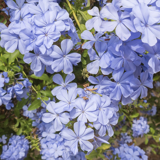 Plumbago - Bakker.com | France