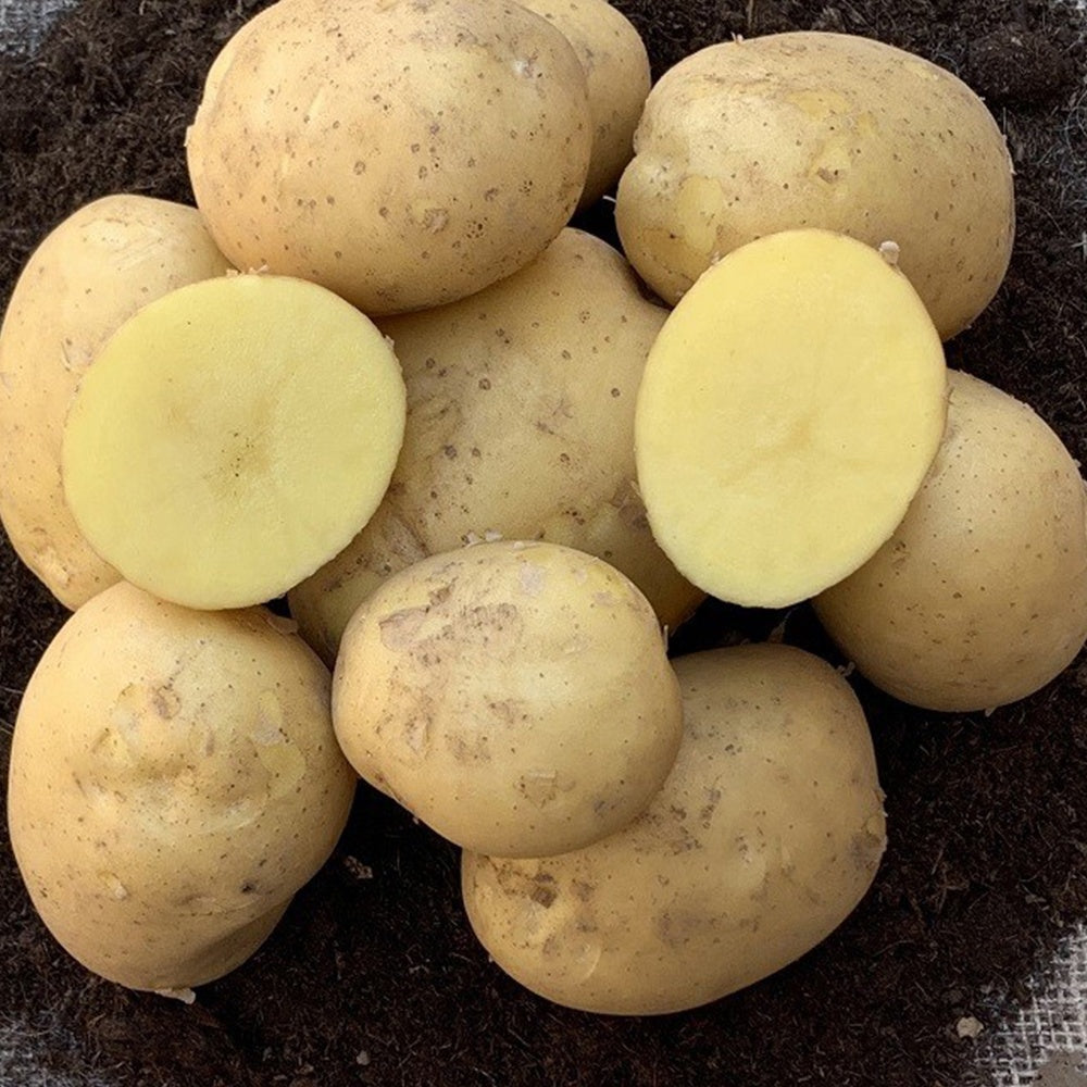 Bakker - 25 Pommes de terre Etincelle - Solanum tuberosum etincelle - Légumes