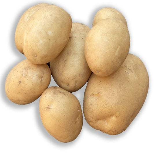 Bakker - 25 Pommes de terre Osiris Bio - Solanum tuberosum osiris - Légumes