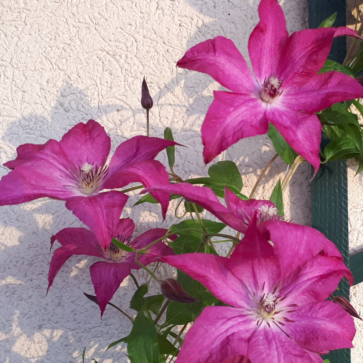 Clematis integrifolia nancy jour de la terre®clemi - Clématite Nancy, Jour de la Terre® - Clématite