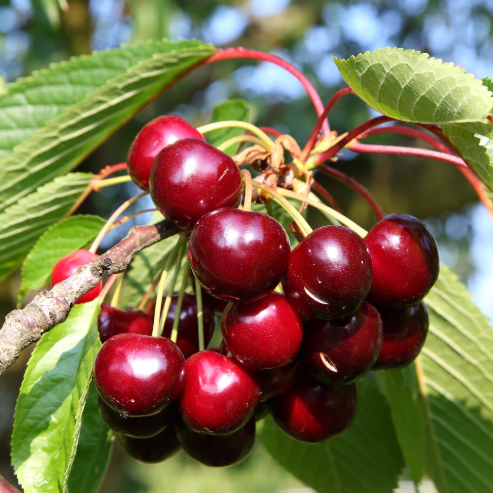 Cerisier Bigarreau Hatif Burlat - Prunus avium bigarreau hatif burlat - Bakker