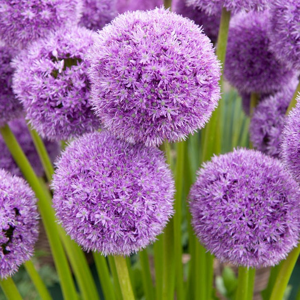 Bakker - 2 Alliums his excellency - Allium his excellency - Bulbes à fleurs