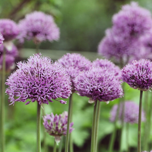 Bakker - Allium Pinball Wizard - Allium pinball wizard - Bulbes à fleurs