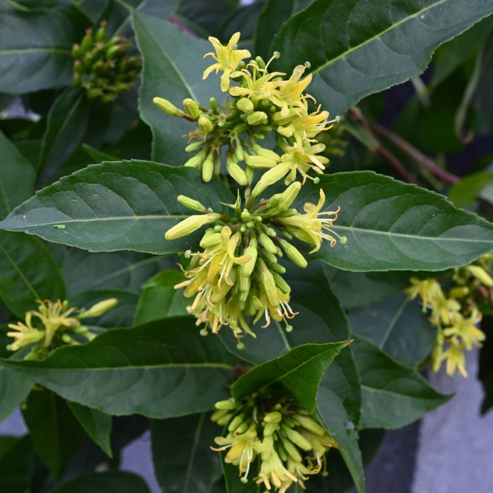 Diervilla sessilifolia Butterfly - Bakker.com | France