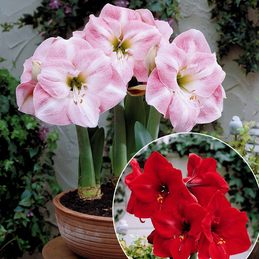 Collection d'Amaryllis naines