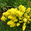 Solidago Little Lemon - Bakker.com | France