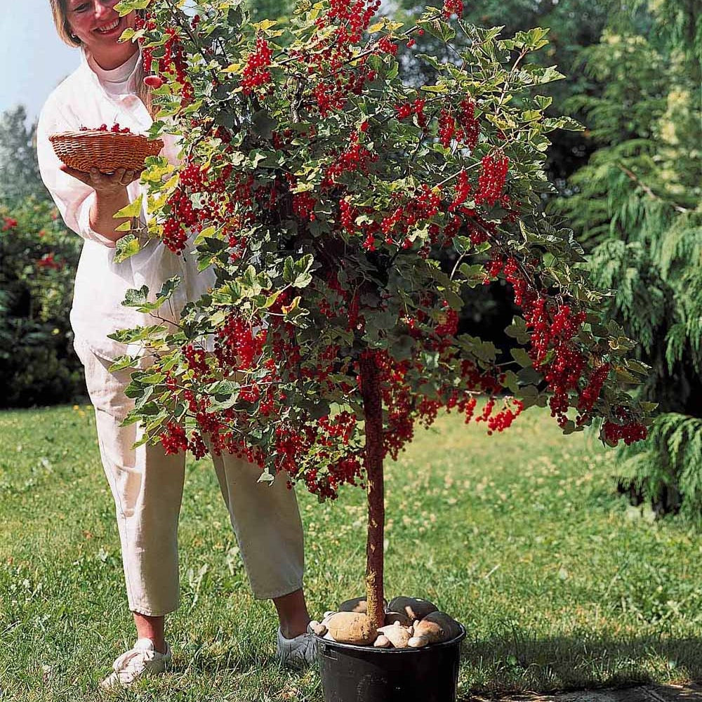 Cassissiers - Collection de 2 groseillier et cassis sur tige - Ribes rubrum, nigrum