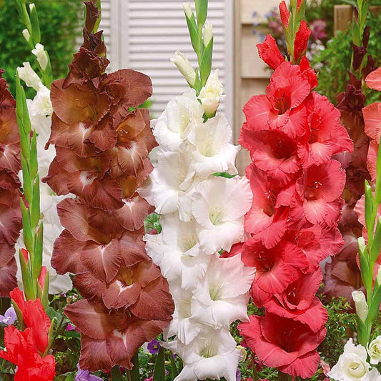 Bakker - 30 Glaïeuls Indian Summer, Nova Zembla, Sugar Black en mélange - Gladiolus - Bulbes à fleurs