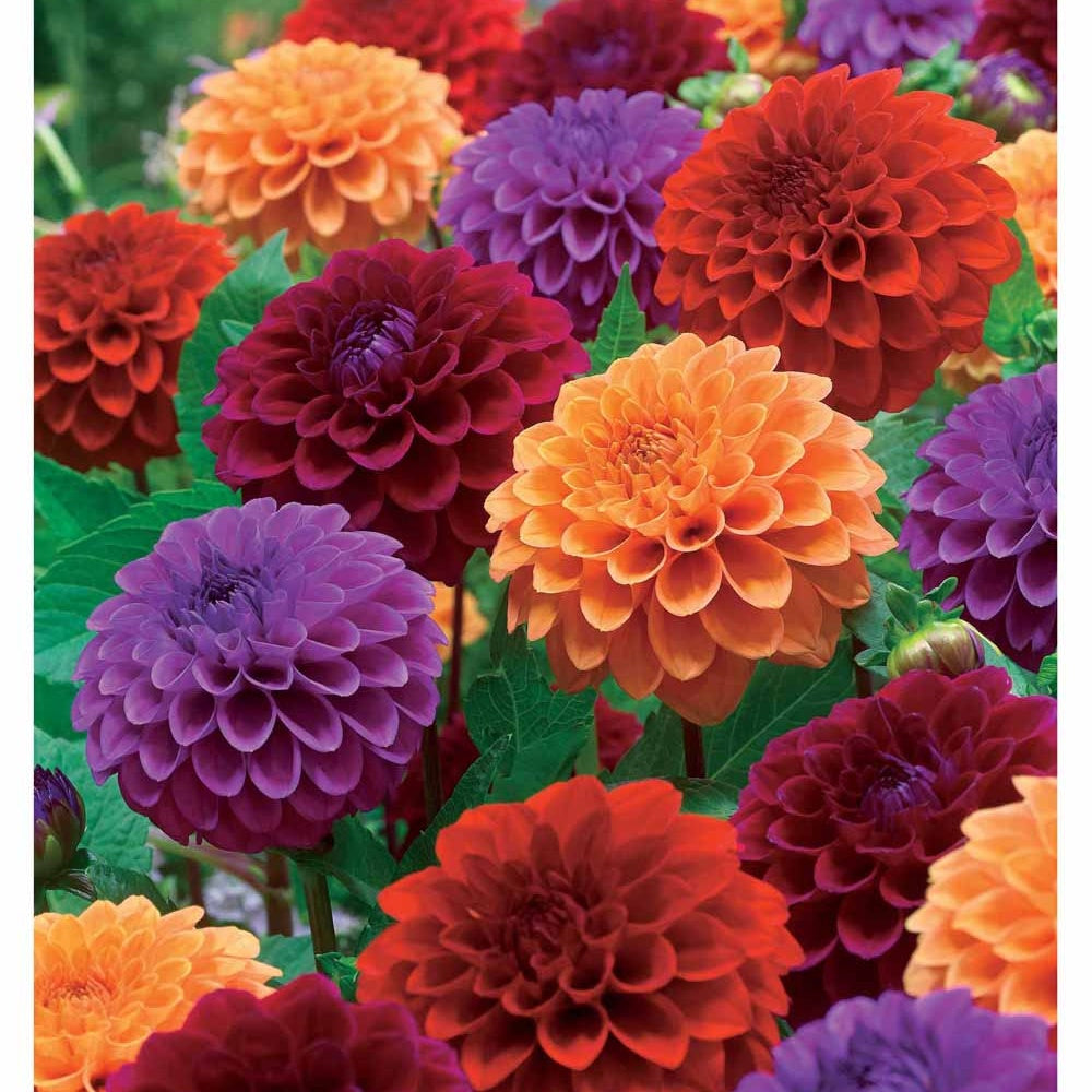 Dahlias pompons en mélange - Bakker.com | France