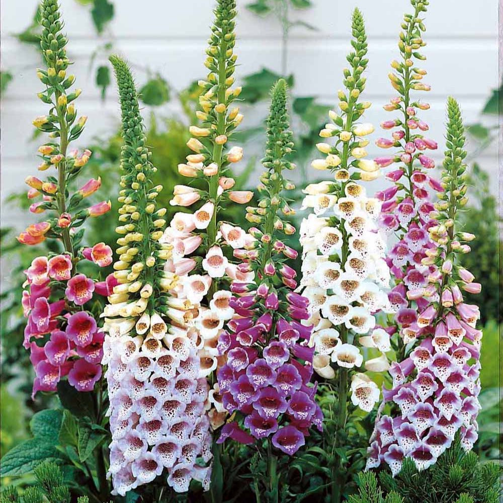 3 Digitales en mélange - Digitalis purpurea - Bakker
