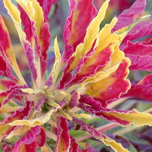 Bakker - Amarante tricolore comestible Garden Select - Amaranthus gangeticus - Potager