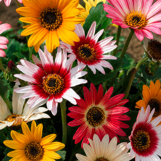 Arctotis à grandes fleurs Harlequin en mélange