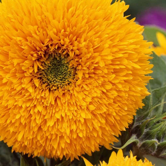 Tournesol à fleur double naine Teddy Bear - Bakker