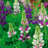 Bakker - Lupin annuel d'Hartweg en mélange - Lupinus hartwegii - Potager