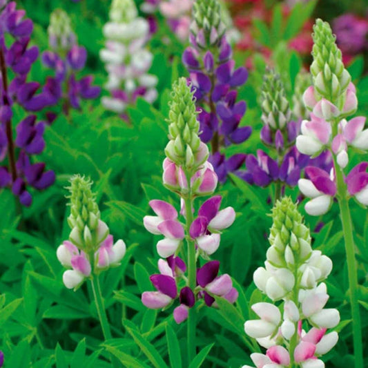 Lupin annuel d'Hartweg en mélange - Bakker