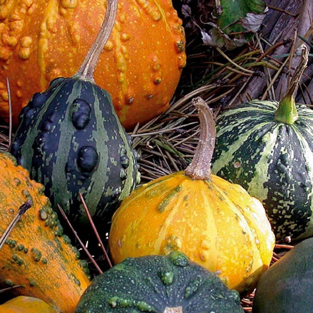 Coloquintes à petits fruits en mélange - Bakker