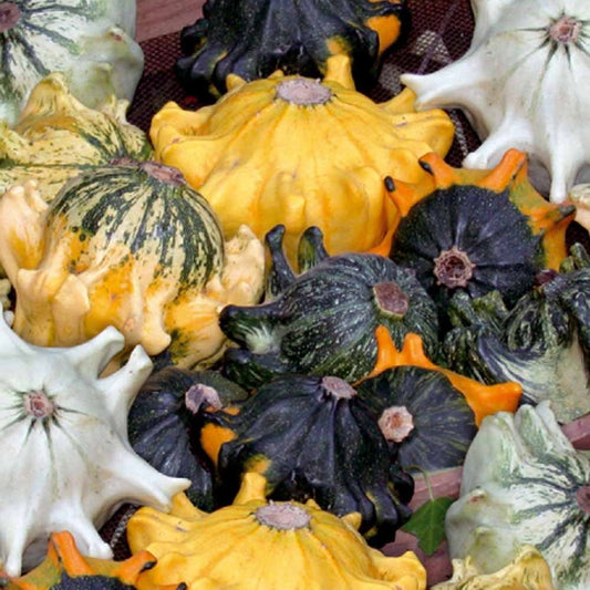 Coloquintes Couronnes d'épines Shenot en mélange - Bakker