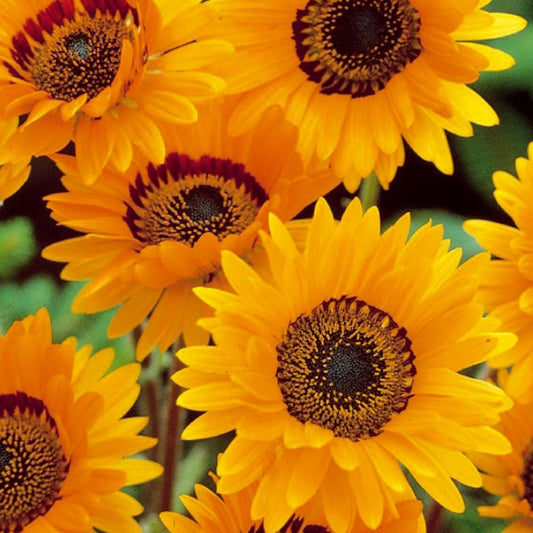 Arctotis fastueux Prince of Orange - Bakker