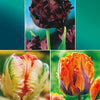 Bakker - Collection de 24 Tulipes perroquet : Princesse Irene, Black Parrot, Apric - Tulipa (princesse  irene, black parrot, apricot pa - Bulbes à fleurs