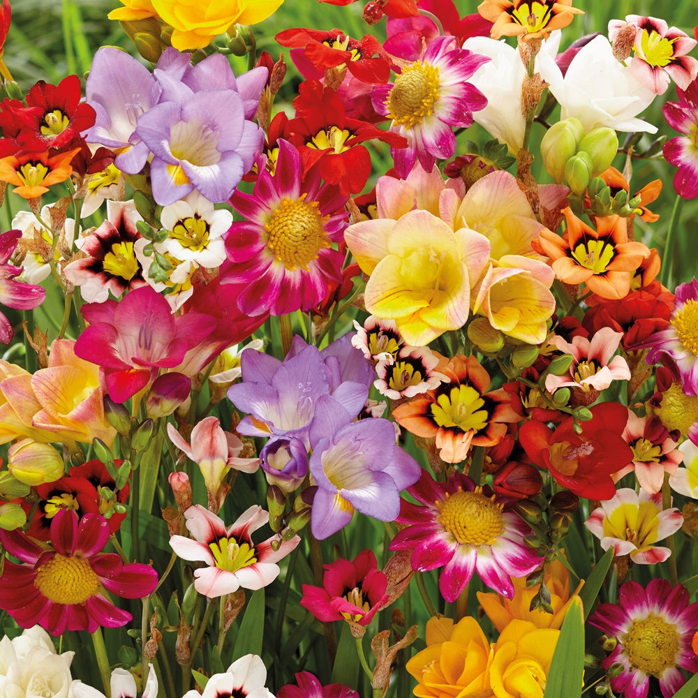 27 Bulbes pour massif coloré - Bakker