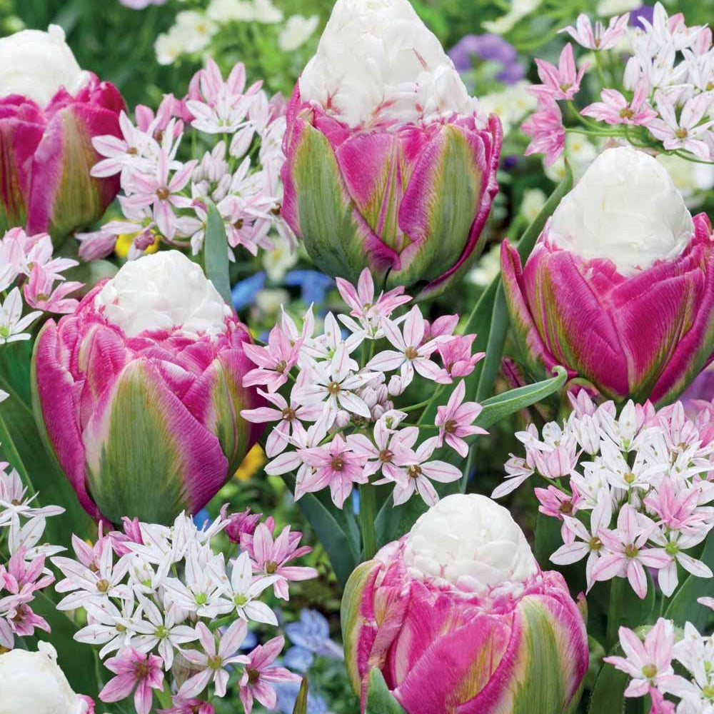 Collection de 15 Tulipes Ice Cream et Alliums Caméléon - Bakker