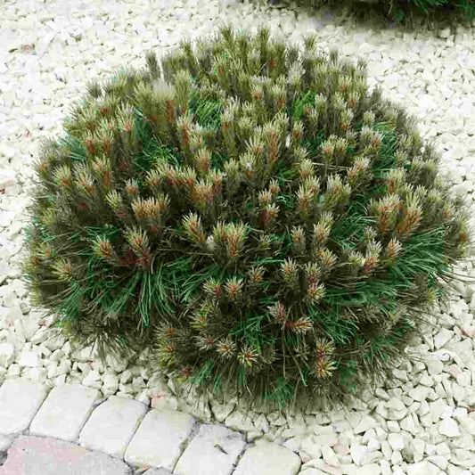 Bakker - Pin nain Marie Brégeon - Pinus nigra marie brégeon - Plantes d'extérieur