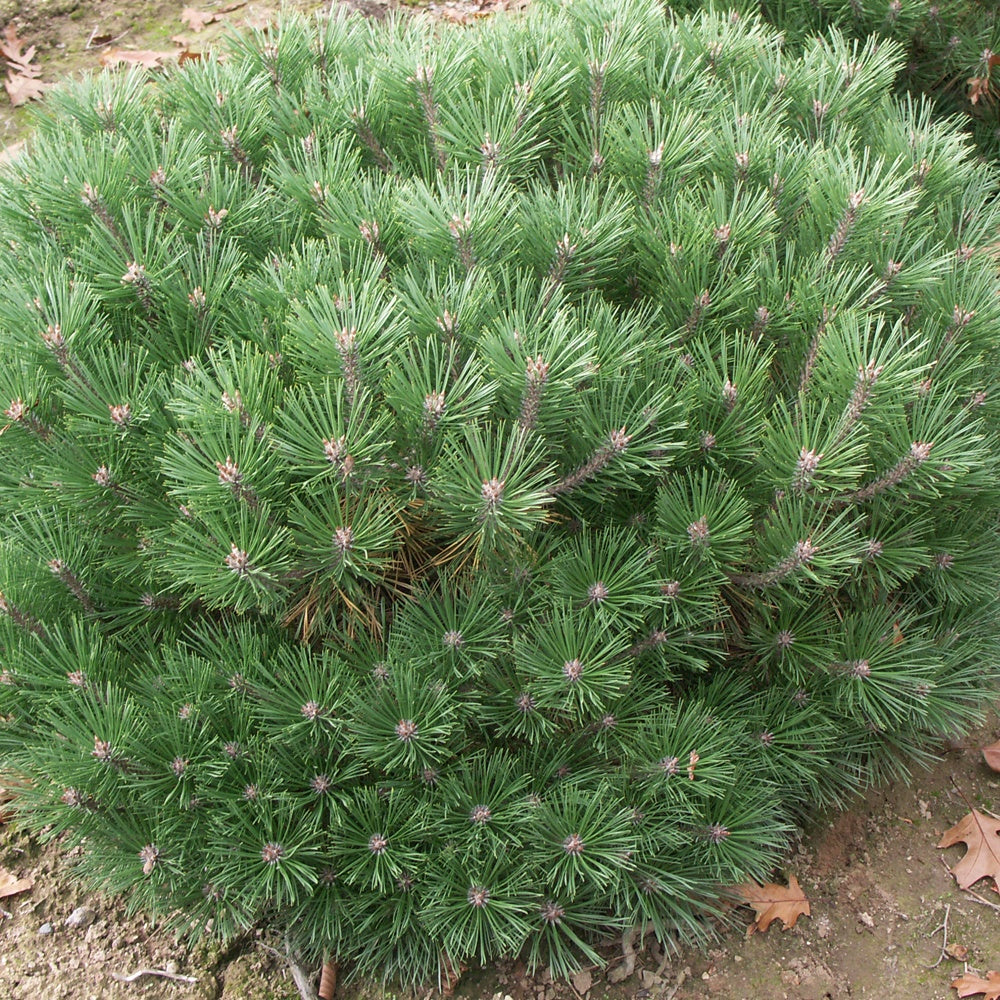 Bakker - Pin nain Pierrick Brégeon - Pinus nigra pierrick brégeon - Plantes d'extérieur