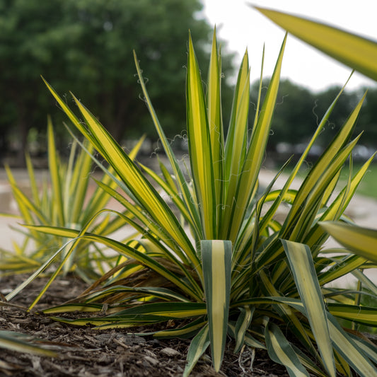 Yucca fillamentosa Colour Guard - Bakker