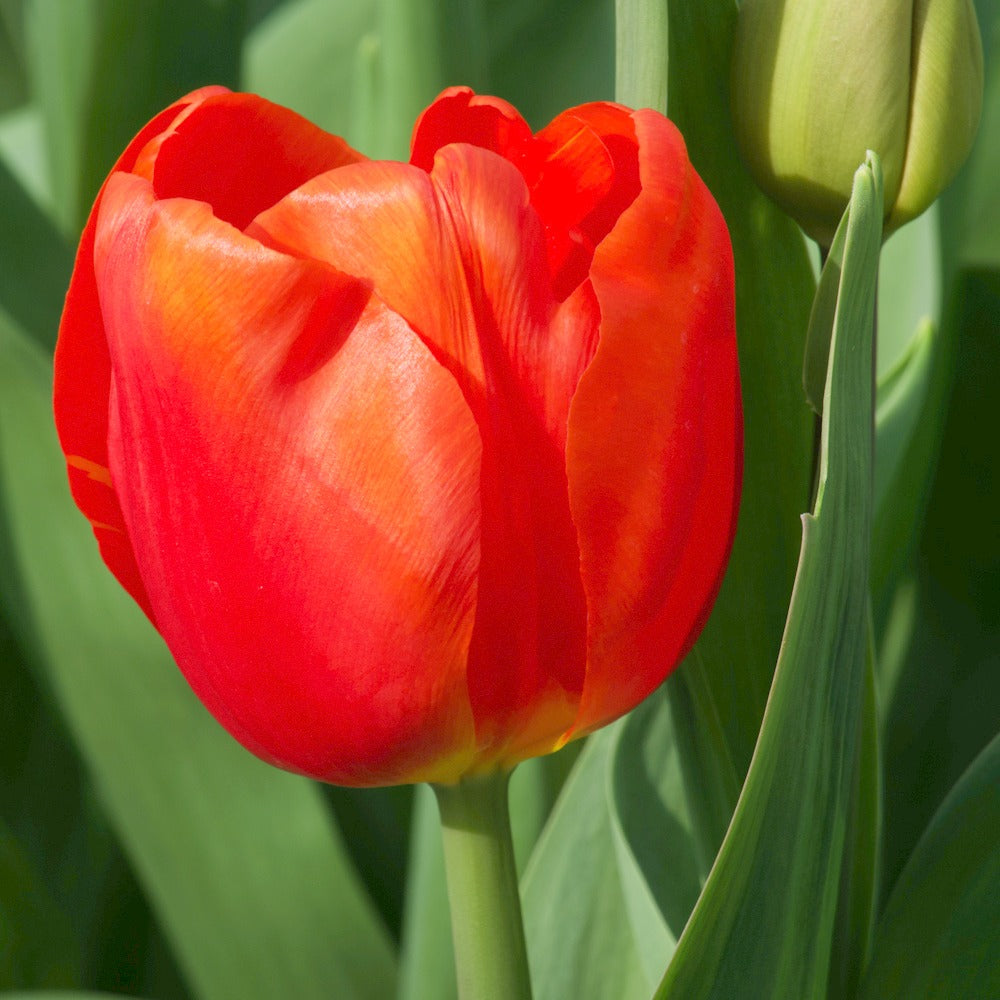 Bakker - 10 Tulipes Triomphe Cadans - Tulipa 'cadans' - Bulbes à fleurs