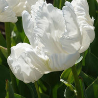 Bakker - 7 Tulipes perroquet White Parrot - Tulipa 'white parrot' - Bulbes à fleurs
