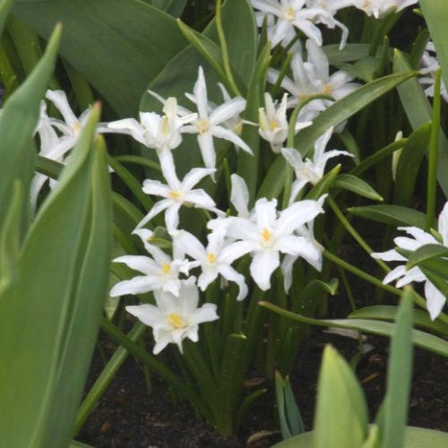 Bakker - 20 Gloires des neiges Luciliae Alba - Chionodoxa 'luciliae alba' - Bulbes à fleurs