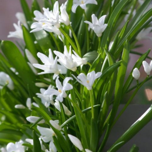 Bakker - 20 Gloires des neiges Luciliae Alba - Chionodoxa 'luciliae alba' - Bulbes de printemps