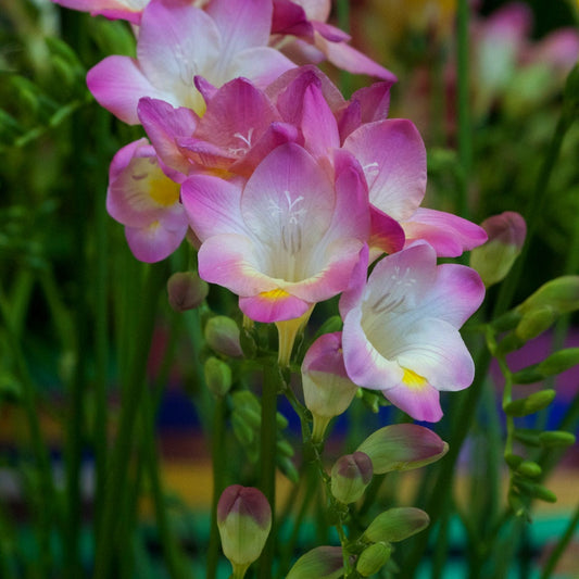 Bakker - Freesia simple Rose - Freesia 'pink' - Bulbes à fleurs