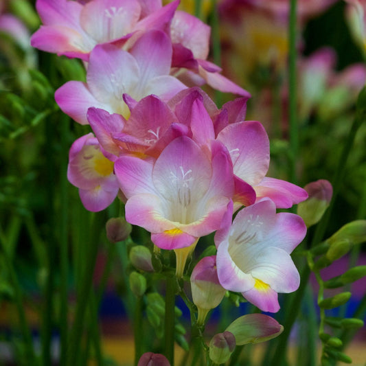 Bakker - Freesia simple Rose - Freesia 'pink' - Bulbes à fleurs