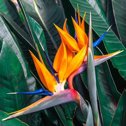 Oiseau du paradis Strelitzia - Strelitzia reginae - Bakker