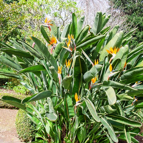 Oiseau du paradis Strelitzia - Bakker