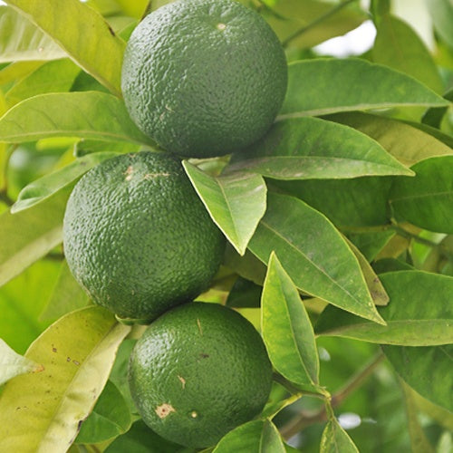 Citron vert - Bakker