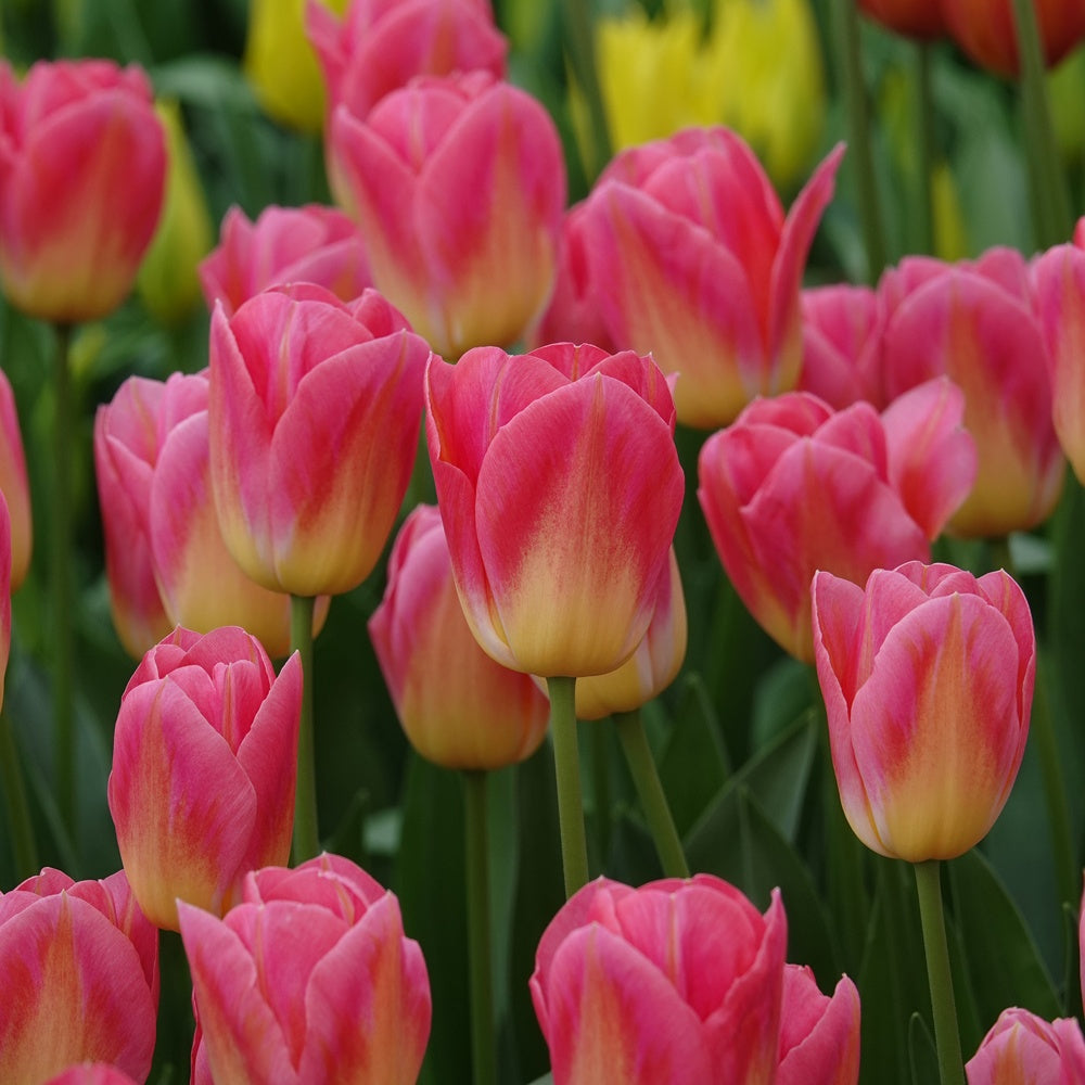 Bakker - 7 Tulipes Triomphe Tom Pouce - Tulipa 'tom pouce' - Bulbes à fleurs