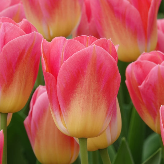 Bakker - 7 Tulipes Triomphe Tom Pouce - Tulipa 'tom pouce' - Bulbes de printemps