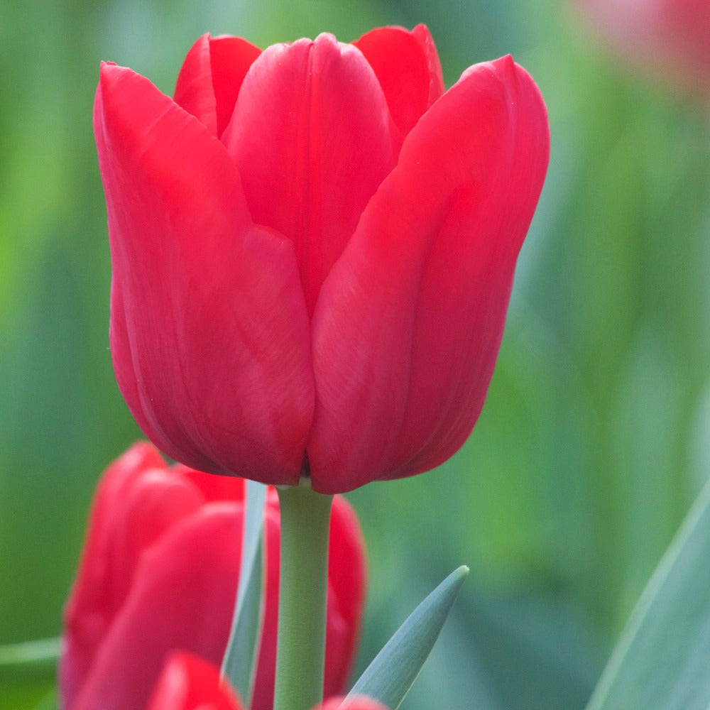 Bakker - 10 Tulipes Triomphe Ile de France - Tulipa 'ile de france' - Bulbes à fleurs