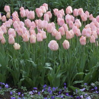 Bakker - 7 Tulipes Triomphe Apricot Beauty - Tulipa 'apricot beauty' - Bulbes de printemps