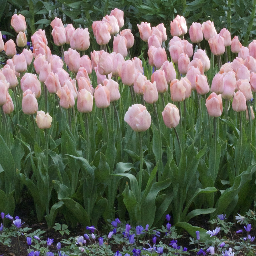 7 Tulipes Triomphe Apricot Beauty - Tulipa 'apricot beauty' - Bakker
