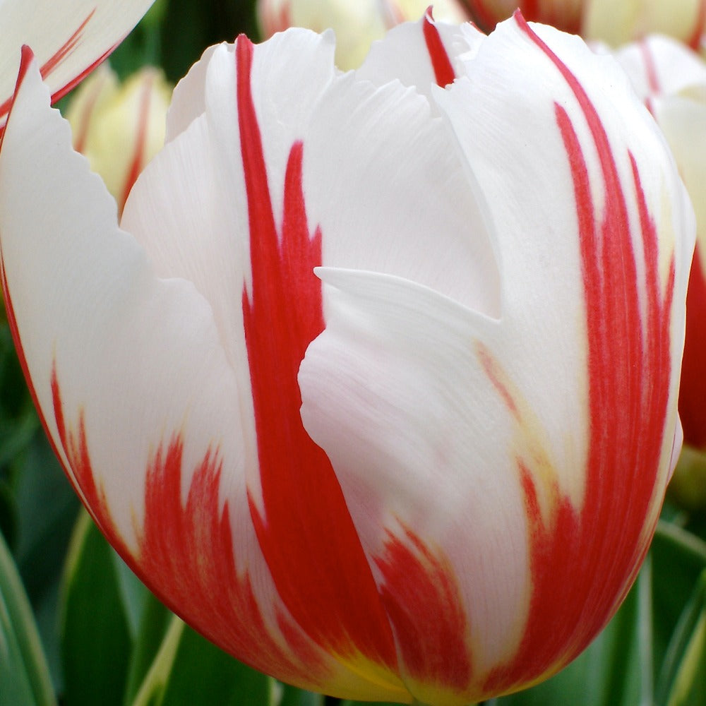 Bakker - 10 Tulipes Triomphe Carnaval de Rio - Tulipa 'carnaval de rio' - Bulbes à fleurs