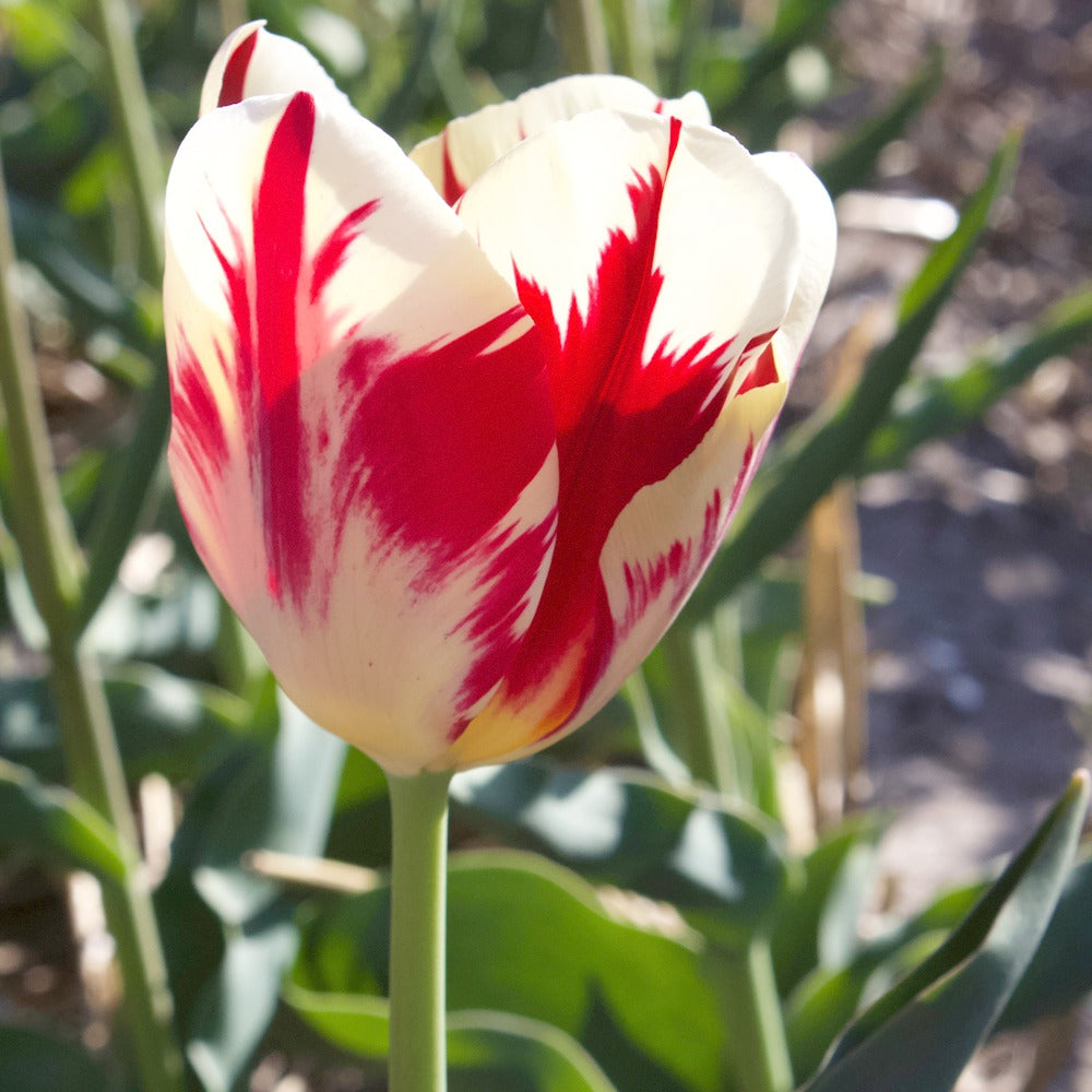 Bakker - 10 Tulipes Triomphe Carnaval de Rio - Tulipa 'carnaval de rio' - Bulbes de printemps